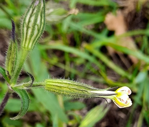 Наблюдение на iNaturalist