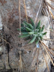 Austrocylindropuntia subulata