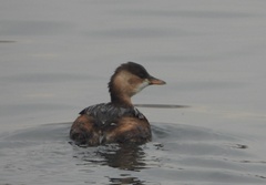 Tachybaptus ruficollis