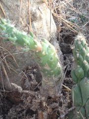 Austrocylindropuntia subulata