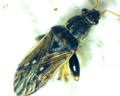 Pseudopachybrachius basalis