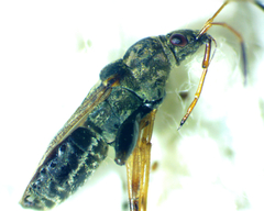 Pseudopachybrachius basalis