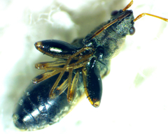Pseudopachybrachius basalis