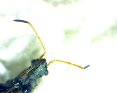 Pseudopachybrachius basalis