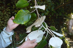 Brachyglottis rotundifolia
