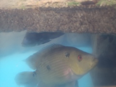 Amphilophus trimaculatus