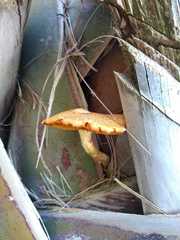 Gymnopilus palmicola