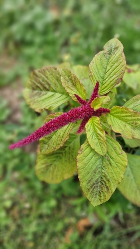 Amaranthus caudatus, photograph 6