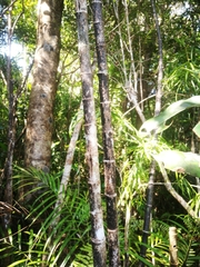 Dypsis psammophila image