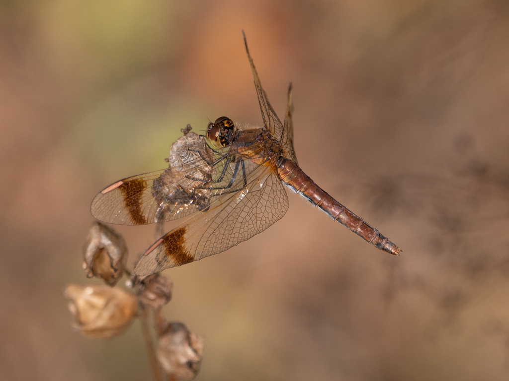 Banded Darter from Киров, Кировская обл., Россия on September 14, 2024 ...