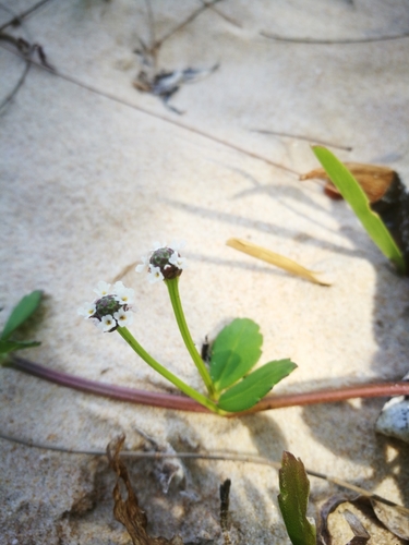 Phyla nodiflora image