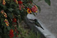 Cynanthus latirostris