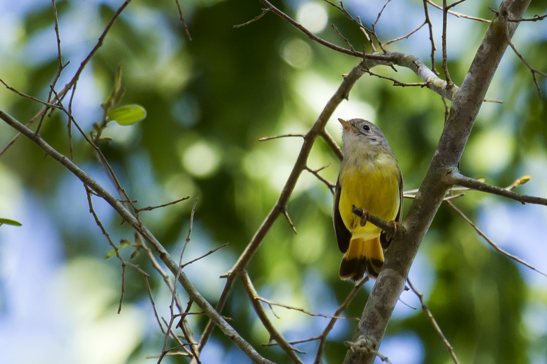 Livingstone's Flycatcher (Erythrocercus livingstonei), photo 8