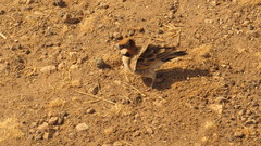 Eremopterix leucopareia