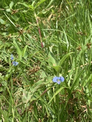 Commelina diffusa diffusa