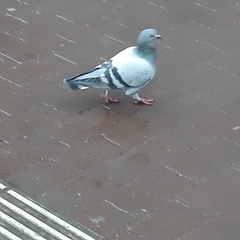 Columba livia domestica