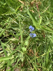 Commelina diffusa diffusa
