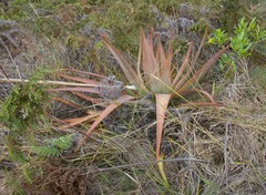 Aloe macroclada image