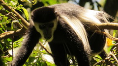 Colobus guereza matschiei