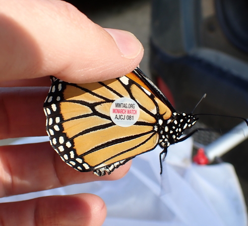 Migratory Monarch photographed in New Hampshire