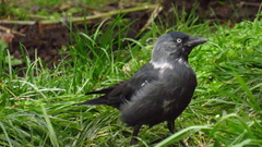 Corvus monedula