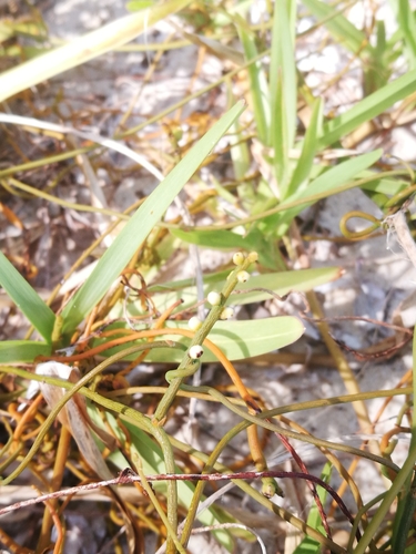 Cassytha filiformis image