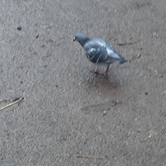 Columba livia domestica