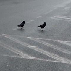 Corvus corone