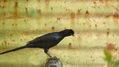 Onychognathus salvadorii