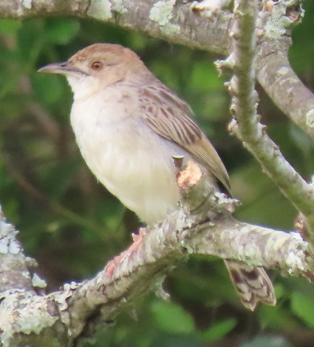 Rattling Cisticola