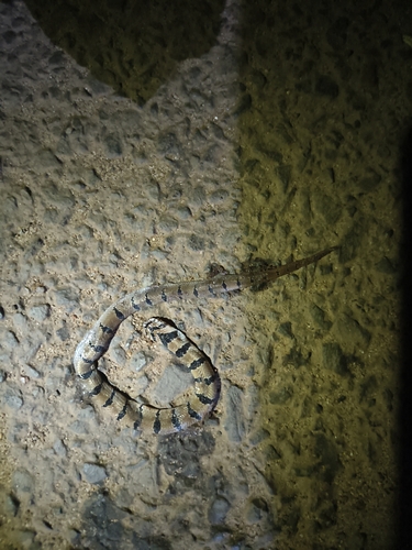 Tillack's Kukri Snake