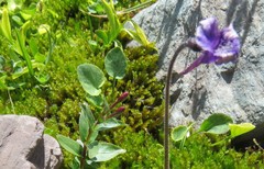 Viola cornuta
