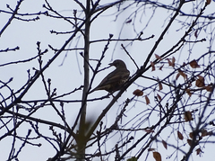 Turdus viscivorus