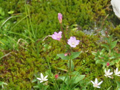 Epilobium alsinifolium