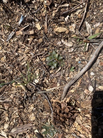 Haworthia retusa