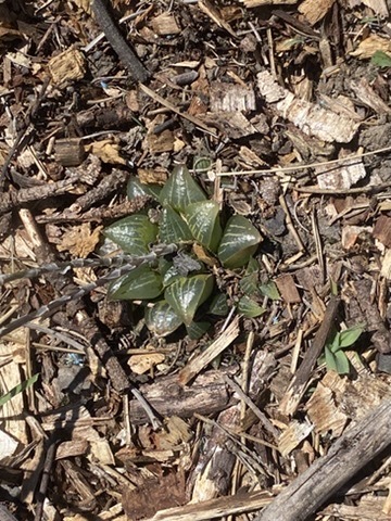 Haworthia retusa