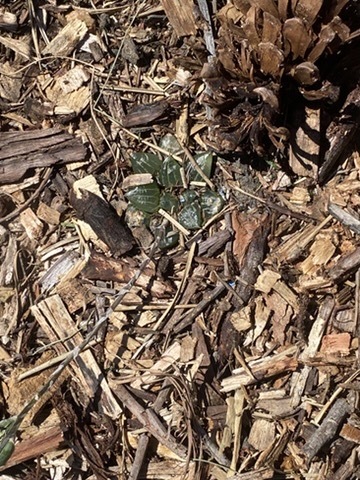 Haworthia retusa