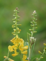 Eriosema psoraleoides