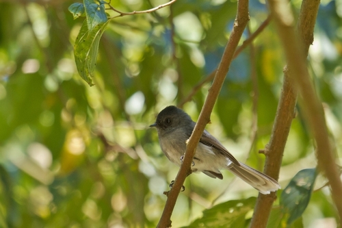White-tailed Crested Flycatcher (Elminia albonotata), photo 4