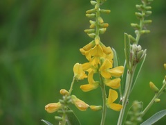 Eriosema psoraleoides