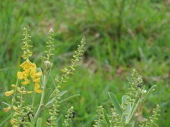 Eriosema psoraleoides