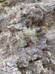 Ramalina peruviana