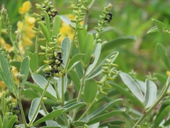 Eriosema psoraleoides