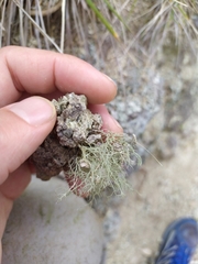 Ramalina peruviana