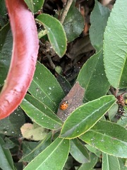 Harmonia axyridis
