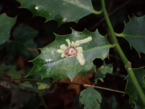 Unknown species found near Capital Regional District, BC, Canada
