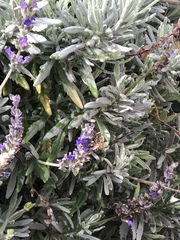 Apis mellifera