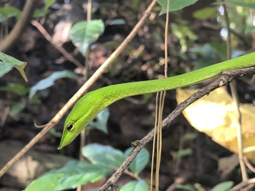 Northern Western Ghats Vine Snake
