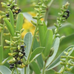 Eriosema psoraleoides