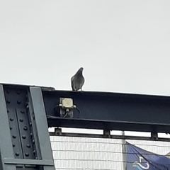Columba livia domestica